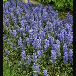 AJUGA Groundcover  25 plants for $30